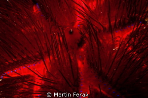 Hellfire by Martin Ferak 
